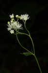 Carolina bugbane